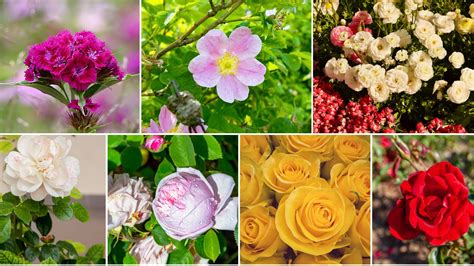 tel rose hard|17 Tough Roses That Even Beginners Can’t Kill